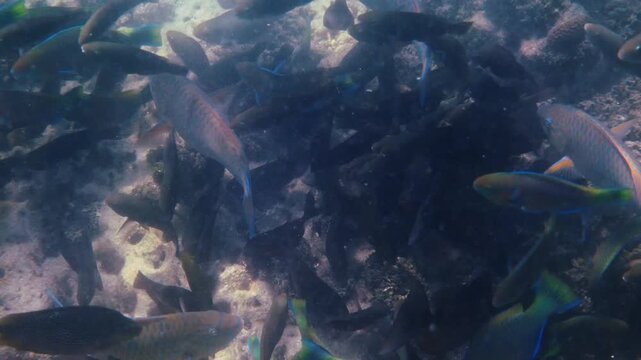 School of tropical fish swimming over rocky seabed, parrotfish Scaridae feeding in shallow water, marine biodiversity background, environmental conservation content