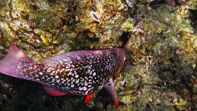 Patterned parrotfish swimming over rocky seabed, Scarus species foraging among reef formations, underwater marine life background for wildlife documentary