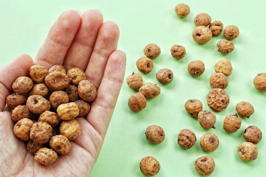 Handful of dry tiger nuts held in human open palm with more raw chufa tubers scattered on light green background surface closeup shot of healthy edible plant roots organic superfood ingredients