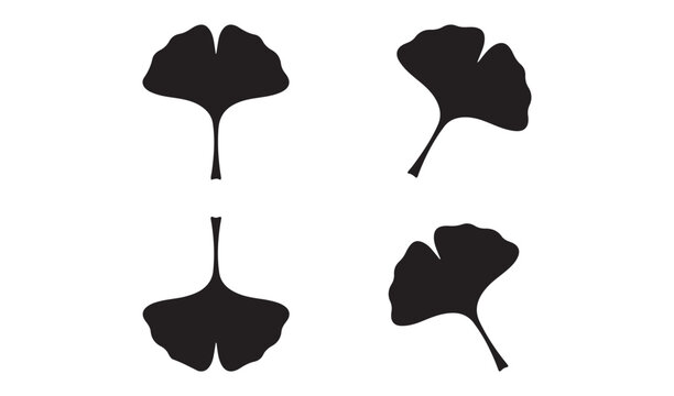Ginkgo biloba black leaves silhouette vector graphic design isolated on white background for autumn decor