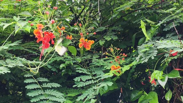 Bright Lemon emigrant butterfly on caesalpinia flutters beautifully. This lively Lemon emigrant butterfly on caesalpinia showcases soft yellow wings among red tropical blooms and green leaves.
