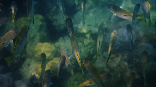 School of yellowtail snapper fish swimming through clear blue water over a rocky coral reef, natural marine wildlife behavior, underwater nature documentary.