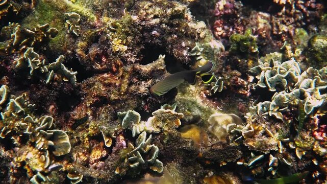 Triangular butterflyfish swimming over hard coral, Chaetodon baronessa, tropical marine biology, underwater nature documentary, wildlife travel background