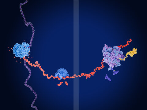DNA transcription by RNA polymerase, pre-mRNA splicing by a spliceosome and mRNA translation in a ribosome