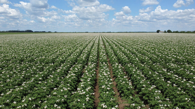 blooming potato fields in bright sunny day in Vojvodina province-drone photography