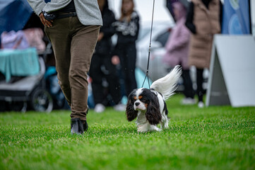 Pies na wystawie . Spaniel . Cavalier king charles spaniel © Grzegorz