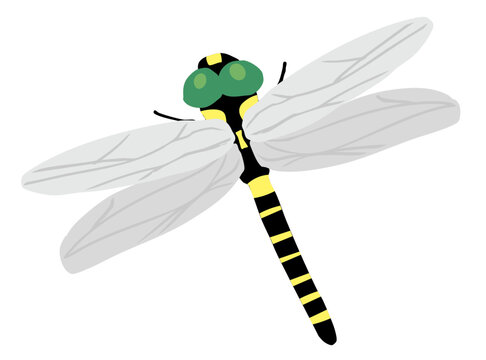 Anotogaster Sieboldii