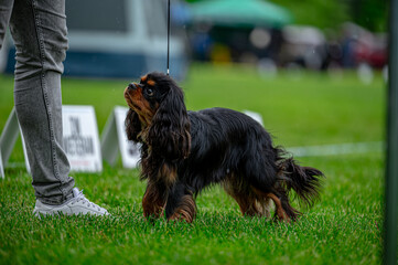 Pies na wystawie . Spaniel . Cavalier king charles spaniel © Grzegorz