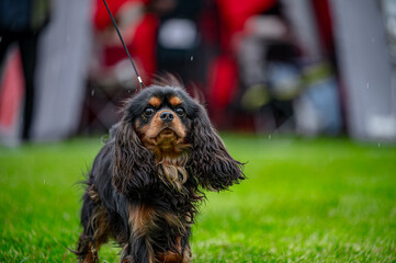 Pies na wystawie . Spaniel . Cavalier king charles spaniel © Grzegorz