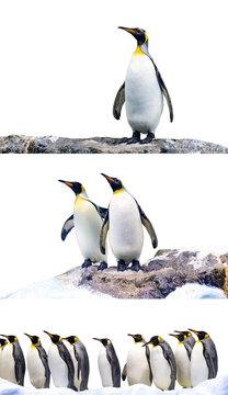 Conjunto de ping&uuml;inos emperador contra fondo vac&iacute;o. Ping&uuml;inos rey (Aptenodytes patagonicus) caminando en una tormenta de nieve.