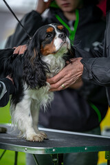 Pies na wystawie . Spaniel . Cavalier king charles spaniel © Grzegorz