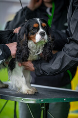 Pies na wystawie . Spaniel . Cavalier king charles spaniel © Grzegorz