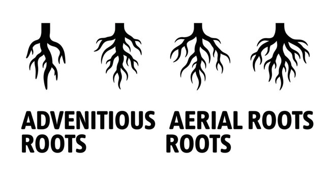 Adventitious Roots vs Aerial Roots Diagram
