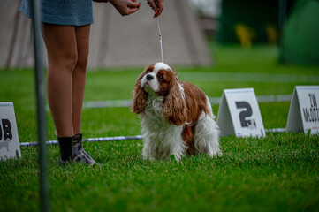 Pies na wystawie . Spaniel . Cavalier king charles spaniel © Grzegorz