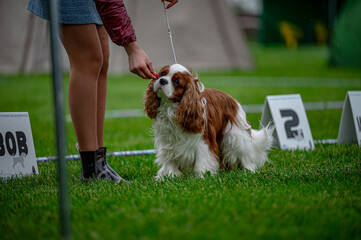 Pies na wystawie . Spaniel . Cavalier king charles spaniel © Grzegorz