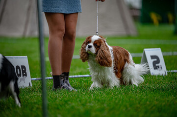 Pies na wystawie . Spaniel . Cavalier king charles spaniel © Grzegorz