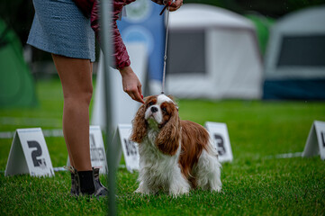 Pies na wystawie . Spaniel . Cavalier king charles spaniel © Grzegorz