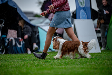 Pies na wystawie . Spaniel . Cavalier king charles spaniel © Grzegorz