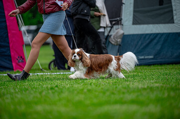 Pies na wystawie . Spaniel . Cavalier king charles spaniel © Grzegorz