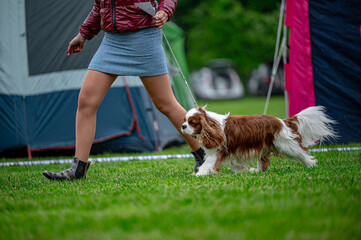 Pies na wystawie . Spaniel . Cavalier king charles spaniel © Grzegorz