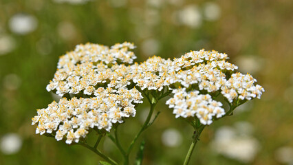 The tiny flowers of Achillea millefolium, which is widely used in herbal medicine in some regions. © Delfim Sa Neiva