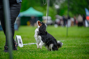 Pies na wystawie . Spaniel . Cavalier king charles spaniel © Grzegorz