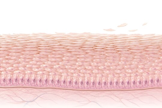 Healthy epidermal cell turnover showing organized layers of human skin cells, basal layer proliferation, upward keratinocyte migration, and natural surface desquamation.