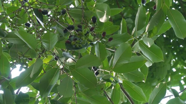 Ripe jamun fruit hanging on tree fresh tropical harvest