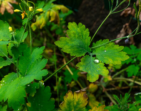 Green leaves of greater celandine covered with rain droplets in a natural woodland setting. Medicinal wild plant photographed in close detail after wet weather.