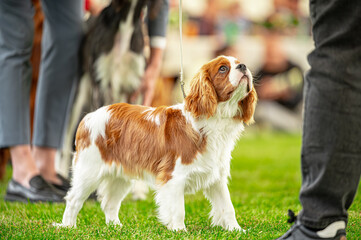 Pies na wystawie . Spaniel . Cavalier king charles spaniel © Grzegorz