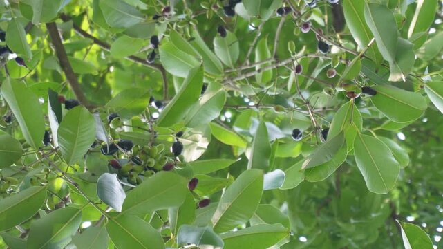 Black jamun fruit tree with ripe java plums