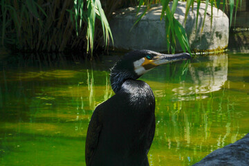Kormoran © Paulina