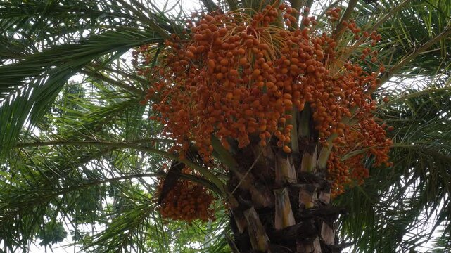 Date palm with clusters of edible fruit