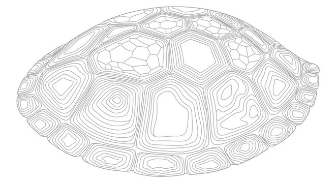 Detailed line art illustration of a turtle shell carapace, showcasing the intricate scute patterns in a clean, isolated wireframe design.