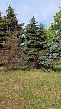 Three Christmas trees - one is dry, the second is green, the third is blue. Environmental protection