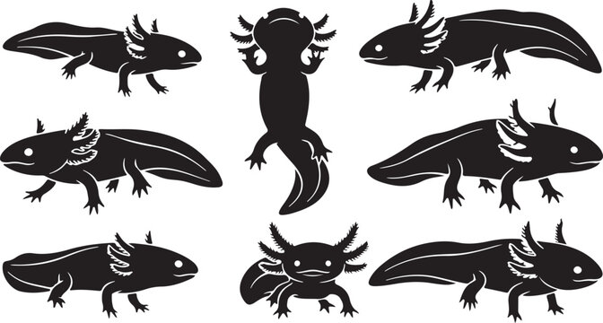 Axolotl silhouette pack, black vector set, amphibian poses, and salamander animal illustration.  Isolated Transparent Background