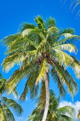 Fototapeta premium A striking serene view of a palm tree with vibrant green leaves against a clear blue sky, capturing the essence of tropical beauty on a hot sunny day. 