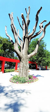 The tree's silhouette was dead; it had no leaves, only branches, just its thick trunk remained.