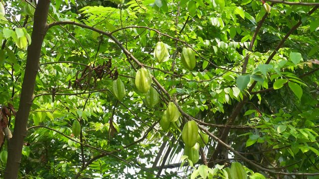 Star fruit tree with fresh green fruits hanging