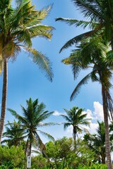 Fototapeta premium A striking serene view of a palm tree with vibrant green leaves against a clear blue sky, capturing the essence of tropical beauty on a hot sunny day. 