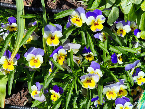 Violets.