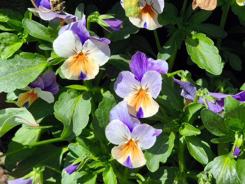 Violets.