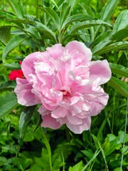 Peony flower. © matko
