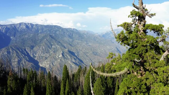 Drone shot of massive sequoia tree and Kings Canyon in background in national forest near Sequoia and Kings Canyon National Parks.
