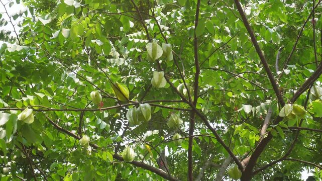 Star fruit tree thriving with ripening harvest