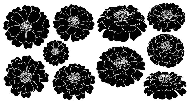 Set of black marigold flowers, graphic silhouette, white background, vector art
