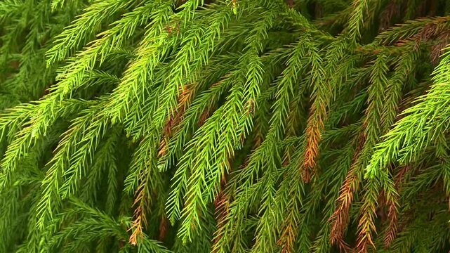 Waikamoi Preserve, Maui, Hawaii with lush green hawaiian pine tree branches swaying gently