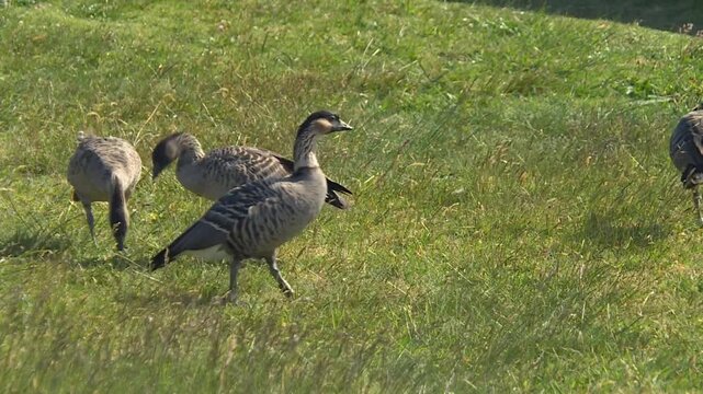 Hawaiian nene geese walking and grazing on a lush green meadow in Maui, Hawaii, USA