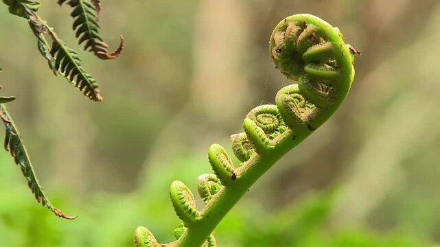 Green fiddlehead fern frond swaying in the Waikamoi Preserve, Hawaii