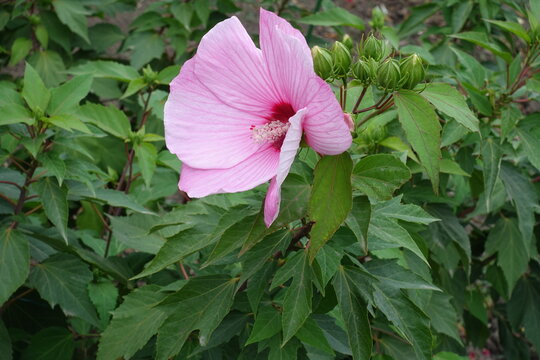One light pink flower of Hibiscus moscheutos in September